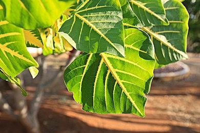 抓紧入手！ 《底特律》周促，平史低-50%！